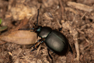 Macrophotographie d'un insecte - Crache-sang - Timarcha tenebricosa