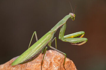 Macrophotographie d'un insecte - Mante religieuse - Mantis religiosa