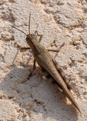 Macrophotographie d'un insecte - Criquet égyptien - Anacridium aegyptium