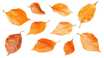 Obraz premium A collection of orange leaves slowly falling