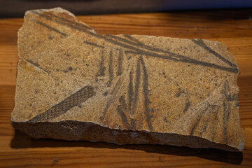 A fossilized tree float in stone.
