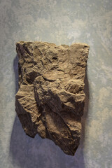 Petrified cinnamon leaf in stone.
