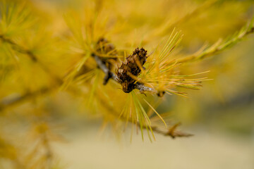 Close-up of yellow larch needles in autumn in Switzerland. Indian Summer.