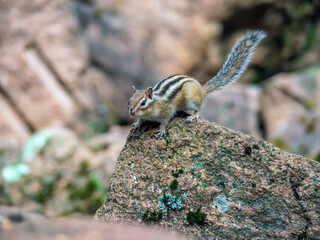 Close-up profile portrait of a chipmunk sitting on a rock