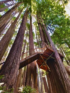 Low angle view of massive redwood trees and the elevated wooden canopy walkway at the Redwood Skywalk in Eureka, California