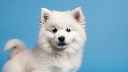 Fototapeta premium Adorable Samoyed Puppy with Alert Ears Against Blue Sky