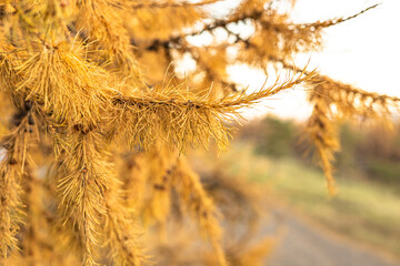 Golden needles of a larch tree on a branch in a serene outdoor setting. Delicate autumn texture...