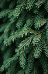Fototapeta premium Christmas tree close, macro background of spruce branches