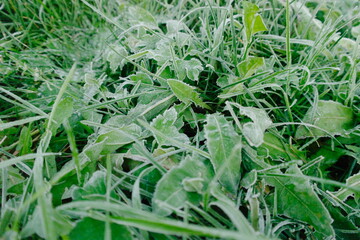 early morning frost on leaves in autumn