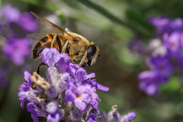A variegated fly on a lavender flower.
