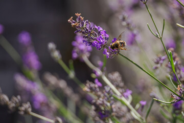 A variegated fly on a lavender flower.
