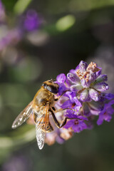 A variegated fly on a lavender flower.
