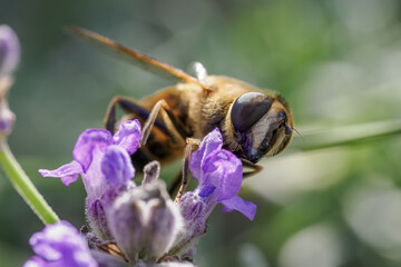 A variegated fly on a lavender flower.
