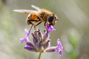 A variegated fly on a lavender flower.
