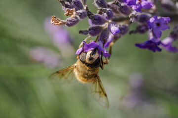 A variegated fly on a lavender flower.
