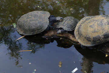 flora and fauna of the great Colombian biodiversity