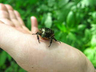 A bronze beetle (Cetonia aurata) in the palm of hand