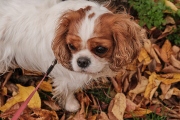 Cute Cavalier King Charles Spaniel against the backdrop of autumn leaves