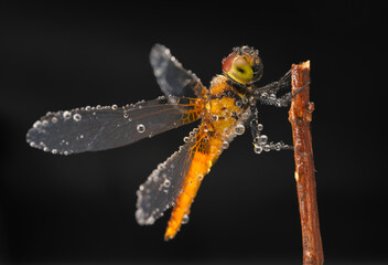 dragon fly in dew drop