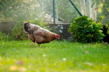 Bielefelder Kennhuhn