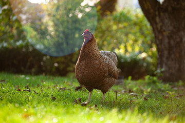 Bielefelder Kennhuhn