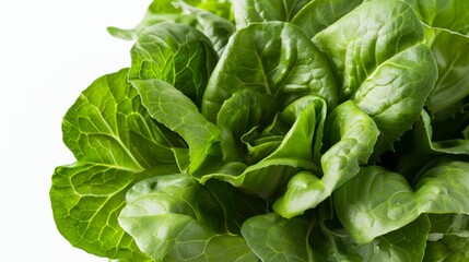 Fototapeta premium Fresh Crisp Green Lettuce Head on White Background for Healthy Eating Concepts