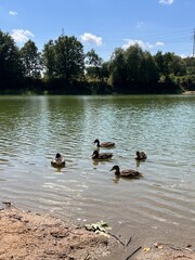 ducks on the lake © Roksana
