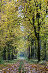 Obraz premium A path in the Białowieża Forest, with an autumn atmosphere