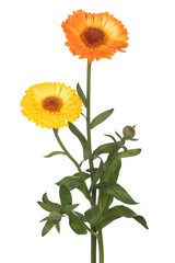 Fototapeta premium English Marigold Flower
