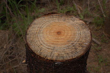 Tree stump with age layer lines