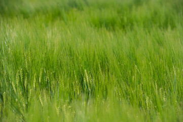 Green ears of young wheat.