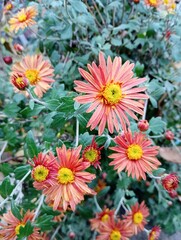 chrysanthemum flowers in the garden