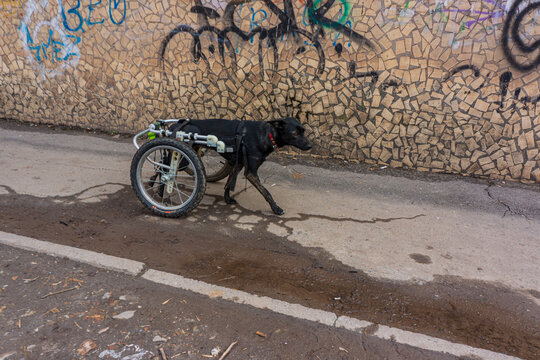 A disabled dog moves with the help of a prosthesis in the form of a wheelchair.