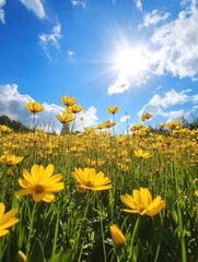 Yellow flowers field