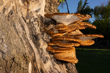 Wood mushrooms on an old maple tree.