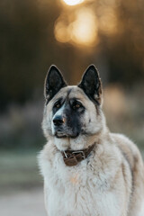 The half-breed dog of the American Akita at dawn in autumn