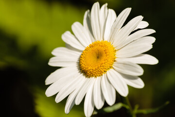 Wild daisy close-up in the wind