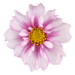 cosmos flower isolated