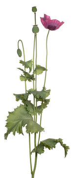 poppy flower isolated