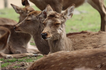 Fototapeta premium Close-Up Portrait of a Graceful Deer