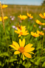 Woodland sunflowers in field within the Horicon National Wildlife Refuge, near Waupun,Wisconsin