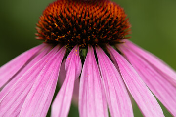 Side-view of a Purple coneflower in July