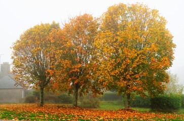 Jolis arbres colorés en automne