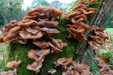 Closeup on brown honey mushrooms, Armillaria ostoyae growing on a Mossy Tree Trunk in Forest