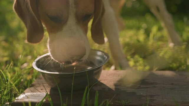 Close up of dog drinking water from metal bowl placed on wood in grassy field under warm sunlight, with water splashing on wood surface, green background creates peaceful outdoor scene