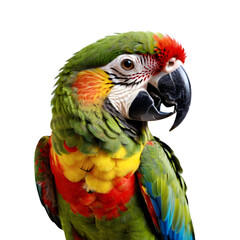 A colorful parrot with a white background, png