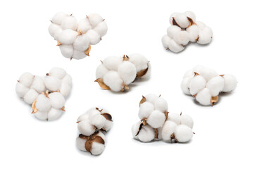 Cotton flower branch isolated on white background.