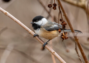 Black-capped Chickadee © Riverwalker