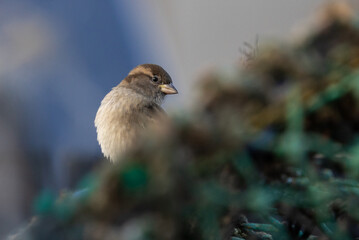Female Sparrow perched on a Lobster Pot
