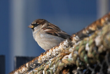Male Sparrow perched on a Lobster Pot